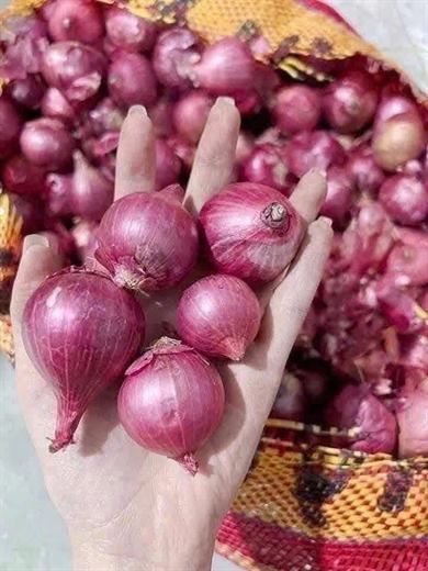 Hành tím Ấn Độ cầm trên tay