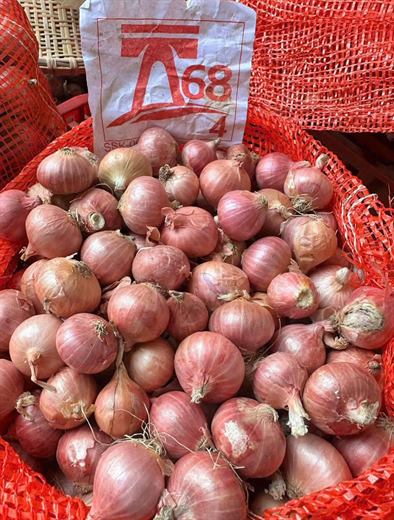 Hành củ Indo – ảnh 2