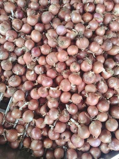 Hành củ Indo – ảnh 3