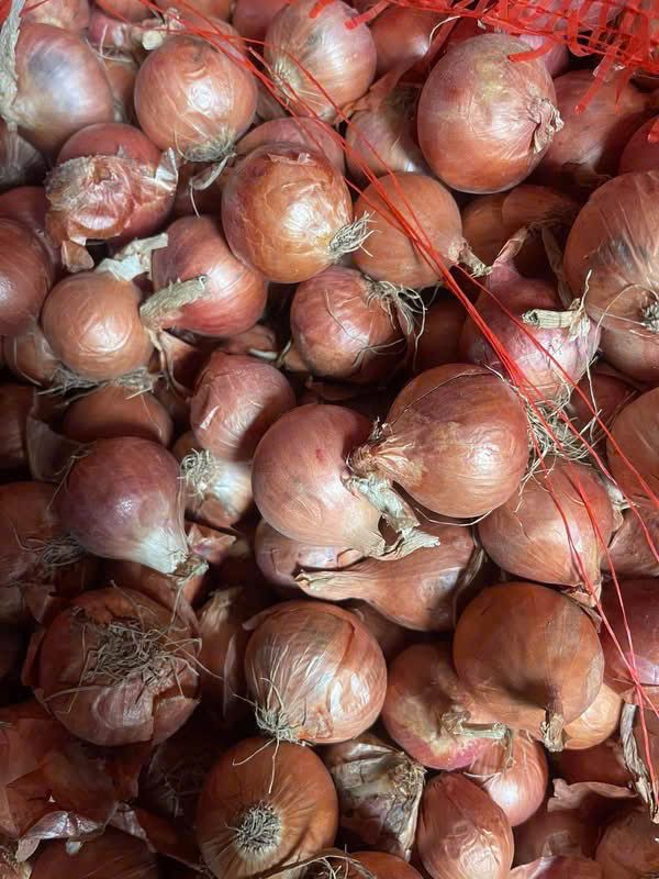 Hành củ Indo