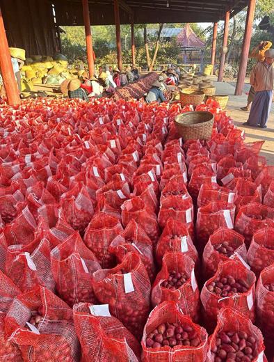 Hành củ Indo – ảnh 5