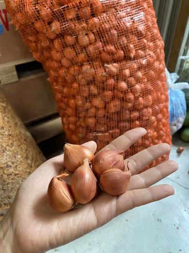 Hành ta củ – ảnh 3