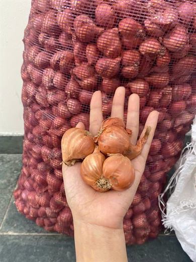 Hành ta củ – ảnh 2