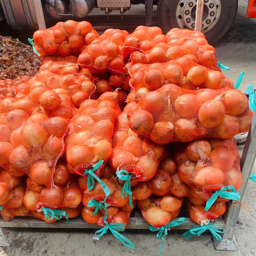 Hành tây – ảnh 3