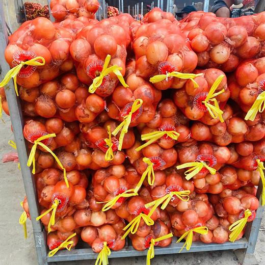 Hành tây – ảnh 4