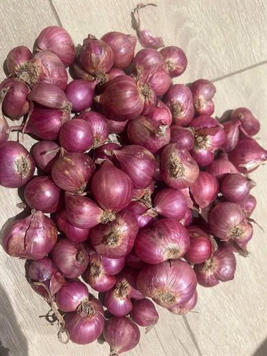 Hành tím Ấn Độ – ảnh 2