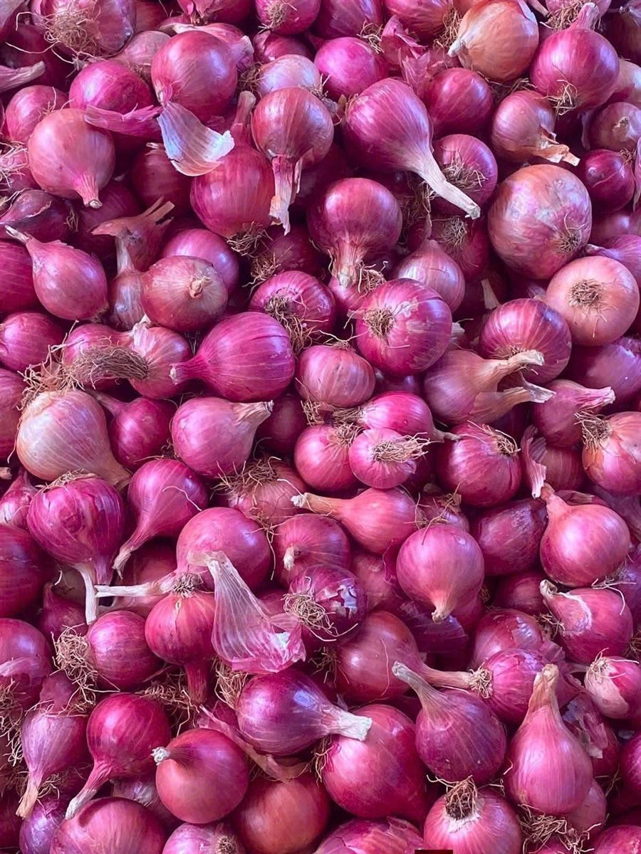 Hành tím Ấn Độ