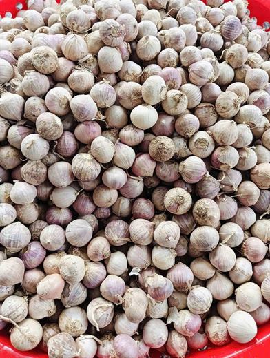 Tỏi cô đơn – ảnh 3