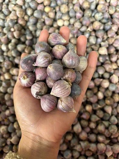 Tỏi cô đơn – ảnh 2