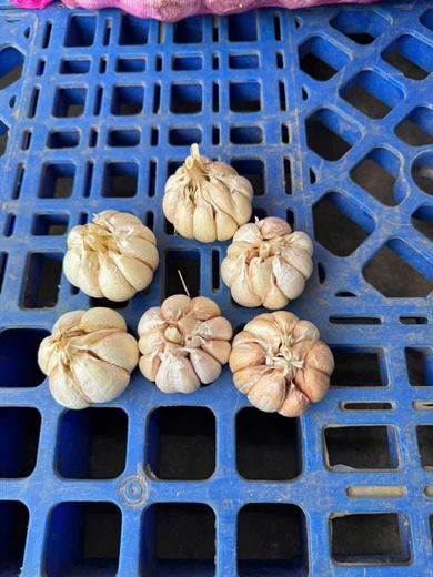 Tỏi củ size to – ảnh 2