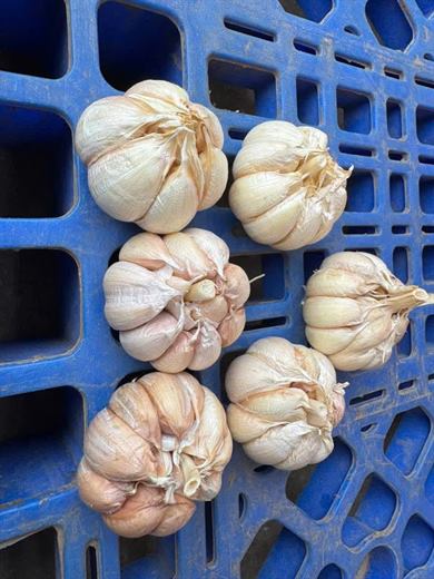 Tỏi củ size to – ảnh 1
