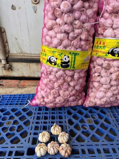 Tỏi củ size to – ảnh 3