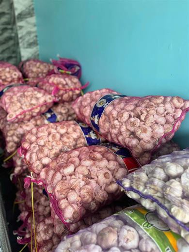 Tỏi củ size to – ảnh 5